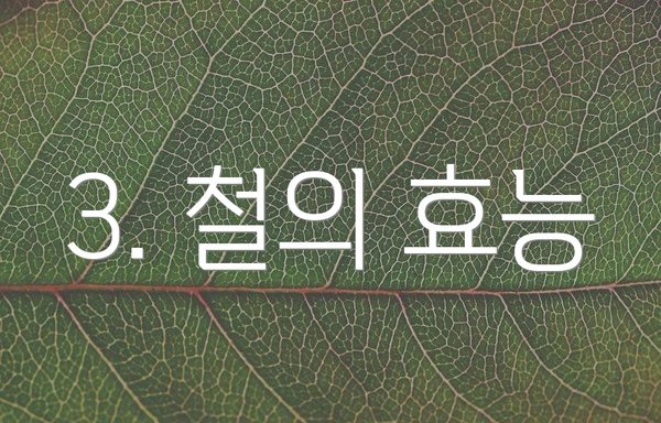 3. 철의 효능